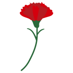 カーネーション1