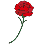 カーネーション3