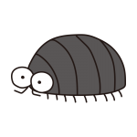 大きなおめめのダンゴムシ