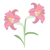 二輪のピンクのユリの花