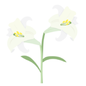 二輪の白いユリの花