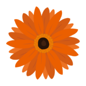オレンジ色のガーベラの花