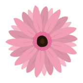 ピンク色のガーベラの花