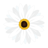 白いガーベラの花