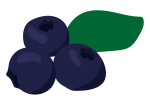 ブルーベリー