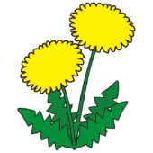 2本のタンポポ1