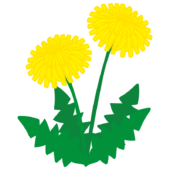 2本のタンポポ2