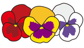 3つ並んだパンジーの花1