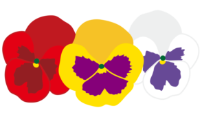 3つ並んだパンジーの花2