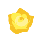 黄色いバラの花2