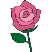 1本のピンクのバラ1