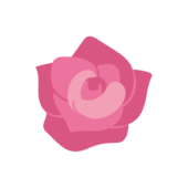 ピンクのバラの花2