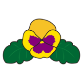 黄色いパンジーの花1