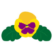 黄色いパンジーの花2