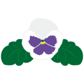 白いパンジーの花2