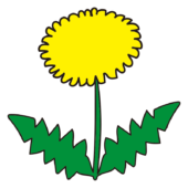 1本のタンポポ1