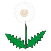 タンポポの綿毛1