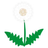 タンポポの綿毛2