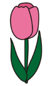 チューリップ（ピンク）