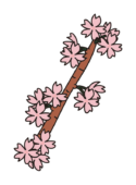 枝付きの桜の花1