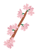 枝付きの桜の花2
