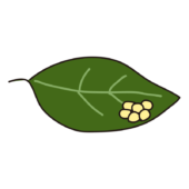 葉っぱに産み付けられた蝶々の卵