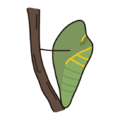 蛹になった蝶々