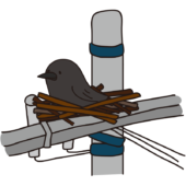 電柱に巣をつくるカラス