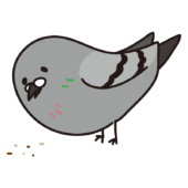 餌を食べるハト