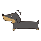 びっくしりているスムースダックスフント