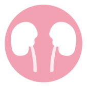 内臓のアイコン（腎臓）