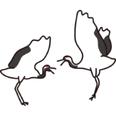 2羽でダンスを踊っている鶴
