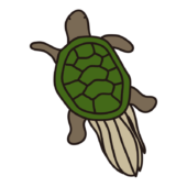 甲羅の後ろに毛をなびかせている蓑亀2