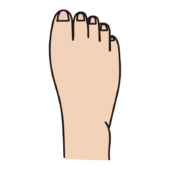 爪を綺麗に切っている人の足