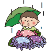 雨の日に傘をさして紫陽花を見つめる子供（男の子）
