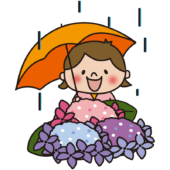 雨の日に傘をさして紫陽花を見つめる子供（女の子）