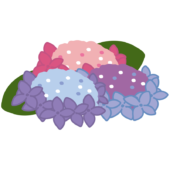 カラフルな紫陽花2