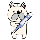 大きな体温計を持っているナースキャップをかぶったフレンチブルドッグ