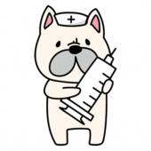 大きな注射器を持っているナースキャップをかぶったフレンチブルドッグ