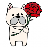 大きなカーネーションを持っているフレンチブルドッグ