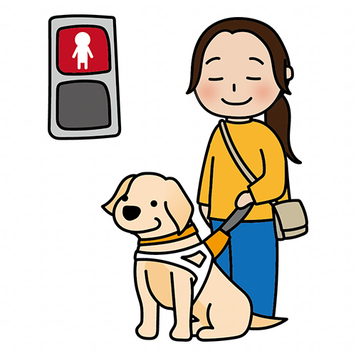赤信号で止まるたれ耳の盲導犬