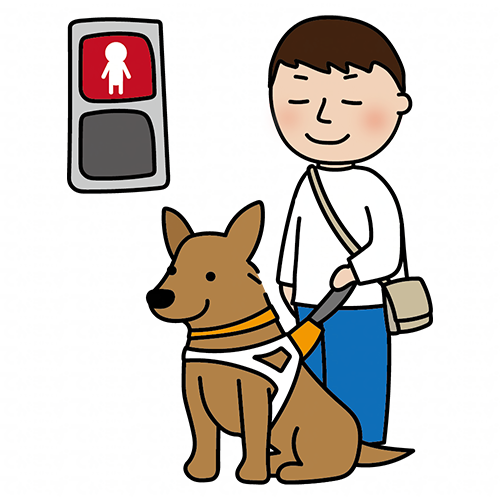 赤信号で止まる立ち耳の盲導犬